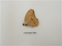 藏品(蛺蝶科(1))的圖片